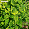Live Lemon Balm (Melissa) Perennial Starter Plant (Melissa officinalis) — Live Potted Starter Plant (1 live plant (3.5" pot)) • Third-Party COA Verified Lot AS-2026-098 • Protocol: 1 rooted starter at Room-temp water (48-hr shade acclimation, Pot up to 1-gal) • Apothecary Supply Dispensary (Est. St. Petersburg, FL)