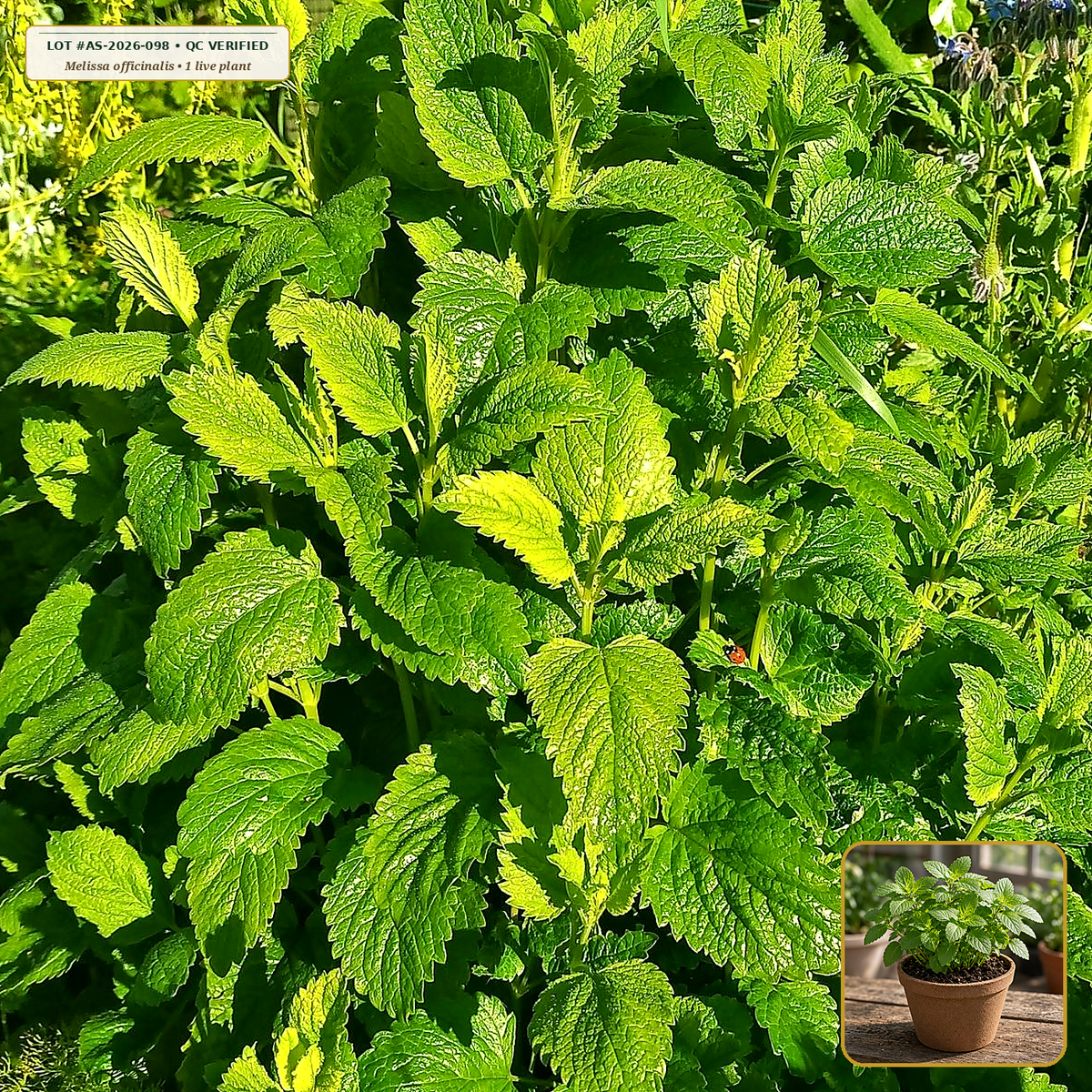 Live Lemon Balm (Melissa) Perennial Starter Plant (Melissa officinalis) — Live Potted Starter Plant (1 live plant (3.5" pot)) • Third-Party COA Verified Lot AS-2026-098 • Protocol: 1 rooted starter at Room-temp water (48-hr shade acclimation, Pot up to 1-gal) • Apothecary Supply Dispensary (Est. St. Petersburg, FL)