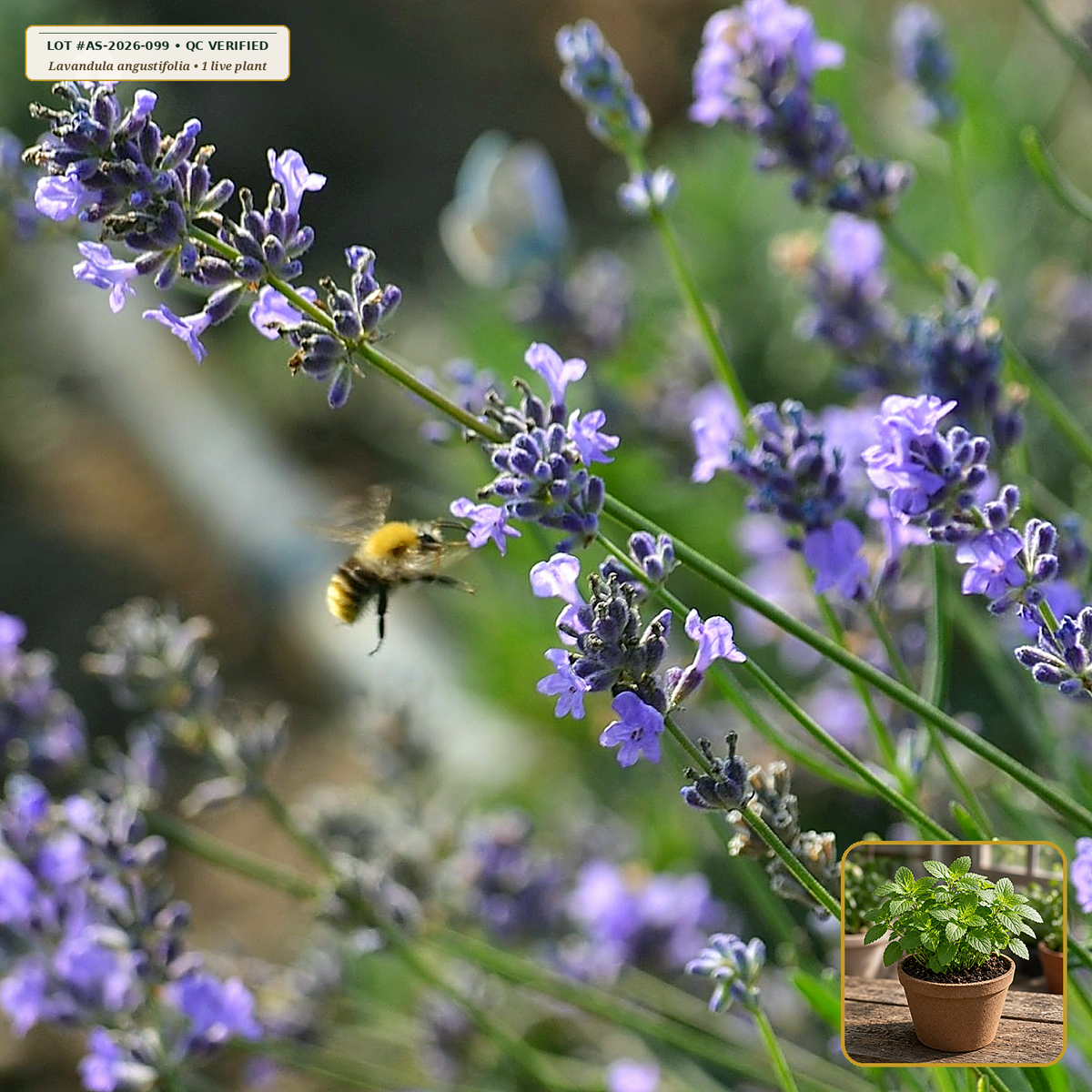 Live English Lavender (Munstead/Hidcote) Plant (Lavandula angustifolia) — Live Potted Starter Plant (1 live plant (3.5" pot)) • Third-Party COA Verified Lot AS-2026-099 • Protocol: 1 rooted starter at Room-temp water (48-hr shade acclimation, Pot up to 1-gal) • Apothecary Supply Dispensary (Est. St. Petersburg, FL)