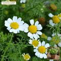Live German Chamomile Apothecary Starter Plug Pack (Matricaria recutita) — Live 3-Pack Nursery Plugs (3 live plugs) • Third-Party COA Verified Lot AS-2026-100 • Protocol: 1 rooted starter at Room-temp water (48-hr shade acclimation, Pot up to 1-gal) • Apothecary Supply Dispensary (Est. St. Petersburg, FL)