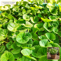 Live Gotu Kola (Centella) Creeping Medicinal Plant (Centella asiatica) — Live Potted Starter Plant (1 live plant (3.5" pot)) • Third-Party COA Verified Lot AS-2026-101 • Protocol: 1 rooted starter at Room-temp water (48-hr shade acclimation, Pot up to 1-gal) • Apothecary Supply Dispensary (Est. St. Petersburg, FL)