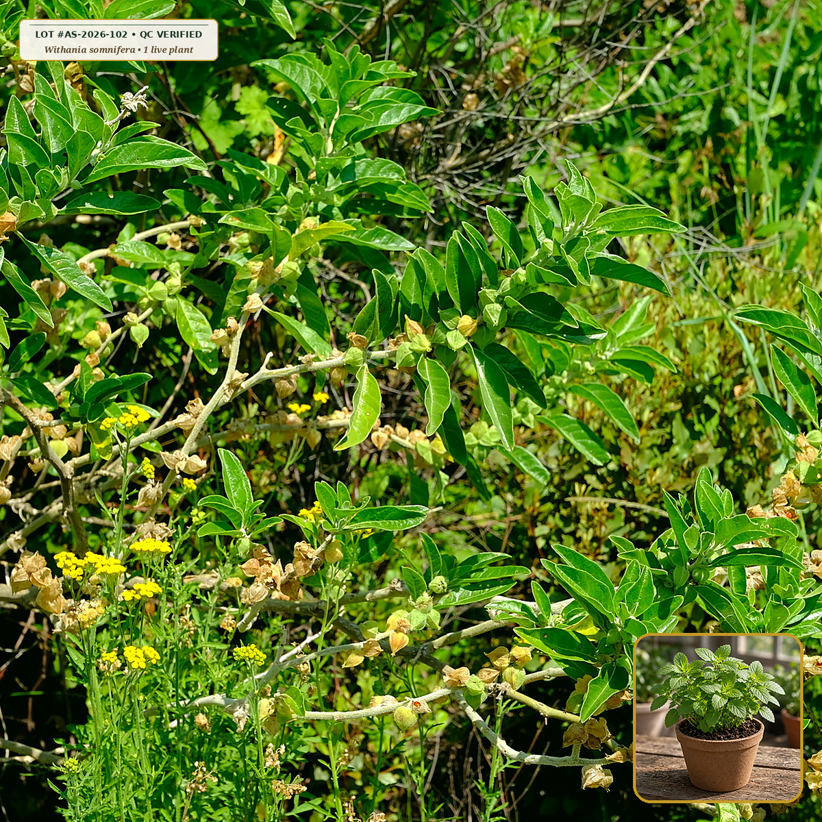 Live Ashwagandha (Winter Cherry) Starter Plant (Withania somnifera) — Live Potted Starter Plant (1 live plant (3.5" pot)) • Third-Party COA Verified Lot AS-2026-102 • Protocol: 1 rooted starter at Room-temp water (48-hr shade acclimation, Pot up to 1-gal) • Apothecary Supply Dispensary (Est. St. Petersburg, FL)