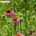 Live Echinacea Purpurea Perennial Crown / Plant (Echinacea purpurea) — Live Potted Perennial Plant (1 live plant (3.5" pot)) • Third-Party COA Verified Lot AS-2026-103 • Protocol: 1 rooted starter at Room-temp water (48-hr shade acclimation, Pot up to 1-gal) • Apothecary Supply Dispensary (Est. St. Petersburg, FL)