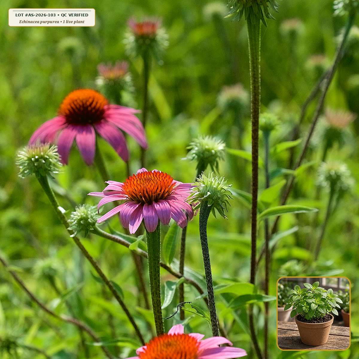 Live Echinacea Purpurea Perennial Crown / Plant (Echinacea purpurea) — Live Potted Perennial Plant (1 live plant (3.5" pot)) • Third-Party COA Verified Lot AS-2026-103 • Protocol: 1 rooted starter at Room-temp water (48-hr shade acclimation, Pot up to 1-gal) • Apothecary Supply Dispensary (Est. St. Petersburg, FL)
