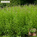 Live Black Mitcham Peppermint Rooted Runner Plant (Mentha x piperita) — Live Potted Starter Plant (1 live plant (3.5" pot)) • Third-Party COA Verified Lot AS-2026-104 • Protocol: 1 rooted starter at Room-temp water (48-hr shade acclimation, Pot up to 1-gal) • Apothecary Supply Dispensary (Est. St. Petersburg, FL)