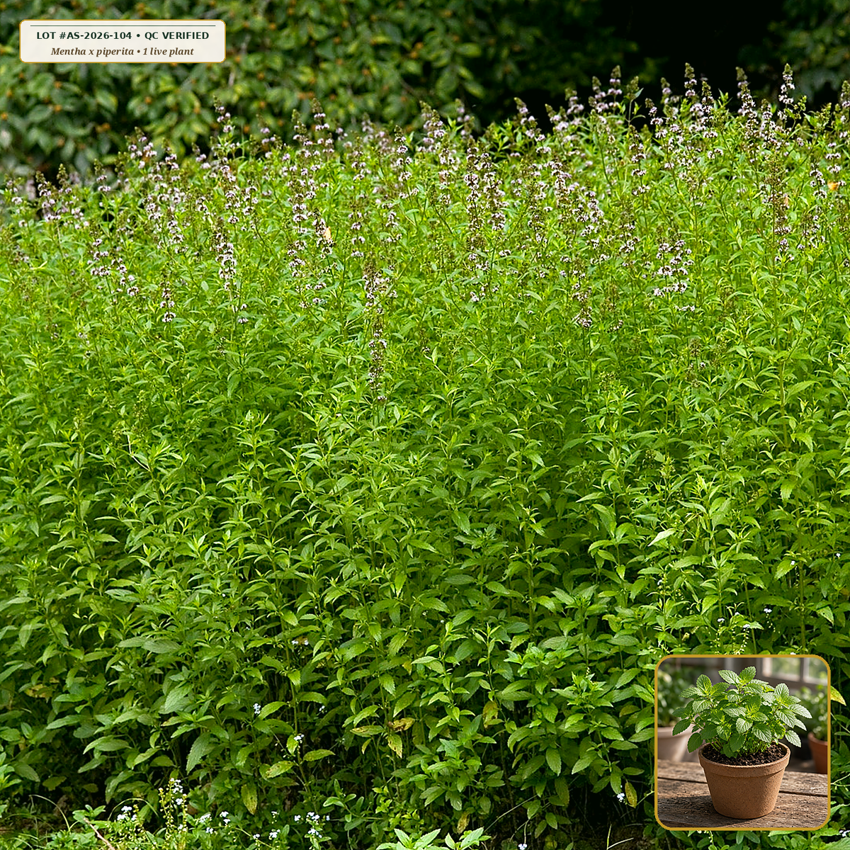 Live Black Mitcham Peppermint Rooted Runner Plant (Mentha x piperita) — Live Potted Starter Plant (1 live plant (3.5" pot)) • Third-Party COA Verified Lot AS-2026-104 • Protocol: 1 rooted starter at Room-temp water (48-hr shade acclimation, Pot up to 1-gal) • Apothecary Supply Dispensary (Est. St. Petersburg, FL)