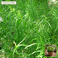 Live French Tarragon True Clonal Starter Plant (Artemisia dracunculus var. sativa) — Live Potted Starter Plant (1 live plant (3.5" pot)) • Third-Party COA Verified Lot AS-2026-105 • Protocol: 1 rooted starter at Room-temp water (48-hr shade acclimation, Pot up to 1-gal) • Apothecary Supply Dispensary (Est. St. Petersburg, FL)