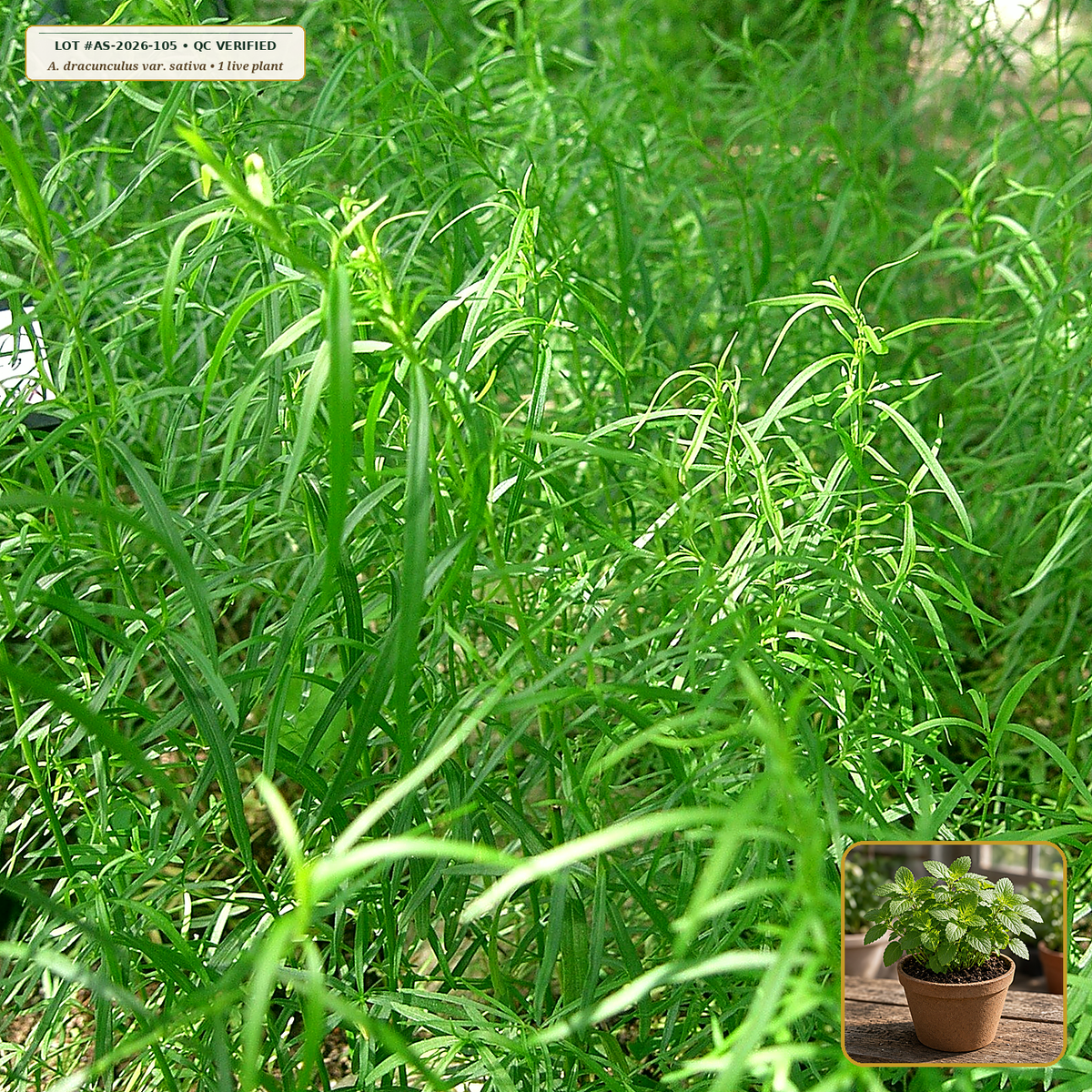 Live French Tarragon True Clonal Starter Plant (Artemisia dracunculus var. sativa) — Live Potted Starter Plant (1 live plant (3.5" pot)) • Third-Party COA Verified Lot AS-2026-105 • Protocol: 1 rooted starter at Room-temp water (48-hr shade acclimation, Pot up to 1-gal) • Apothecary Supply Dispensary (Est. St. Petersburg, FL)