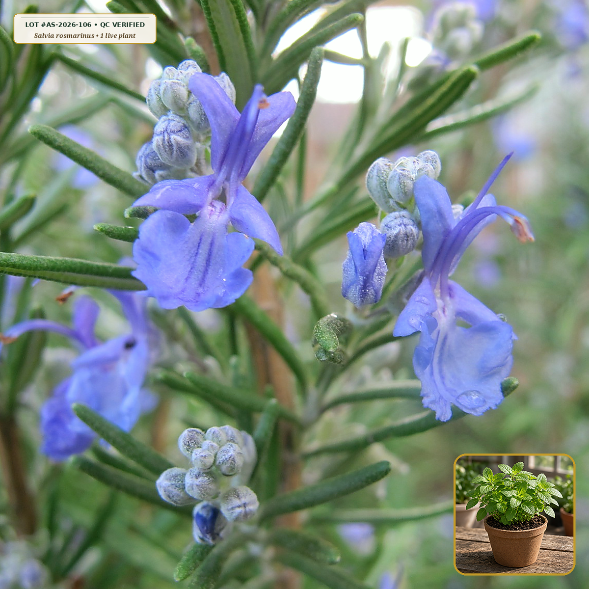Live Rosemary ('Arp' Cold-Hardy) Medicinal Plant (Salvia rosmarinus) — Live Potted Starter Plant (1 live plant (3.5" pot)) • Third-Party COA Verified Lot AS-2026-106 • Protocol: 1 rooted starter at Room-temp water (48-hr shade acclimation, Pot up to 1-gal) • Apothecary Supply Dispensary (Est. St. Petersburg, FL)