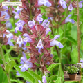 Live Garden Sage (Broadleaf Apothecary) Plant (Salvia officinalis) — Live Potted Starter Plant (1 live plant (3.5" pot)) • Third-Party COA Verified Lot AS-2026-107 • Protocol: 1 rooted starter at Room-temp water (48-hr shade acclimation, Pot up to 1-gal) • Apothecary Supply Dispensary (Est. St. Petersburg, FL)