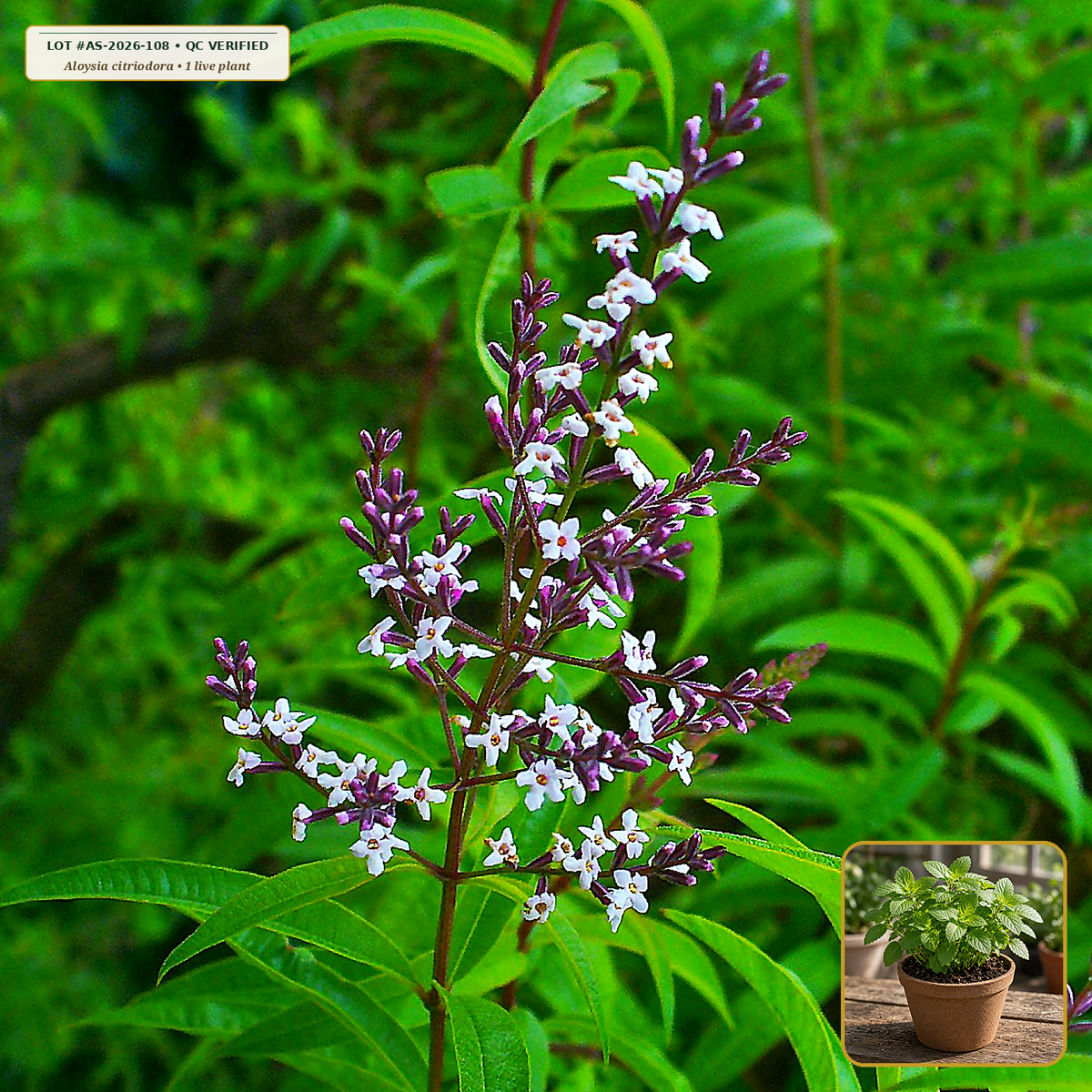 Live Lemon Verbena Deciduous Shrub Starter Plant (Aloysia citriodora) — Live Potted Starter Plant (1 live plant (3.5" pot)) • Third-Party COA Verified Lot AS-2026-108 • Protocol: 1 rooted starter at Room-temp water (48-hr shade acclimation, Pot up to 1-gal) • Apothecary Supply Dispensary (Est. St. Petersburg, FL)