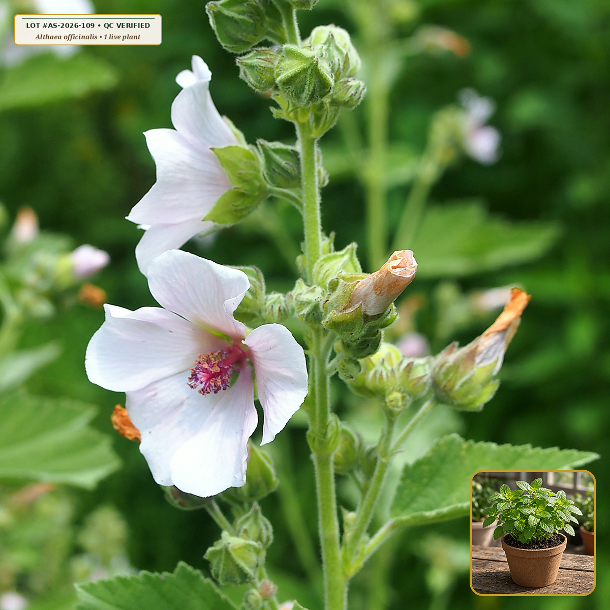 Live Marshmallow Perennial Medicinal Root Plant (Althaea officinalis) — Live Potted Starter Plant (1 live plant (3.5" pot)) • Third-Party COA Verified Lot AS-2026-109 • Protocol: 1 rooted starter at Room-temp water (48-hr shade acclimation, Pot up to 1-gal) • Apothecary Supply Dispensary (Est. St. Petersburg, FL)