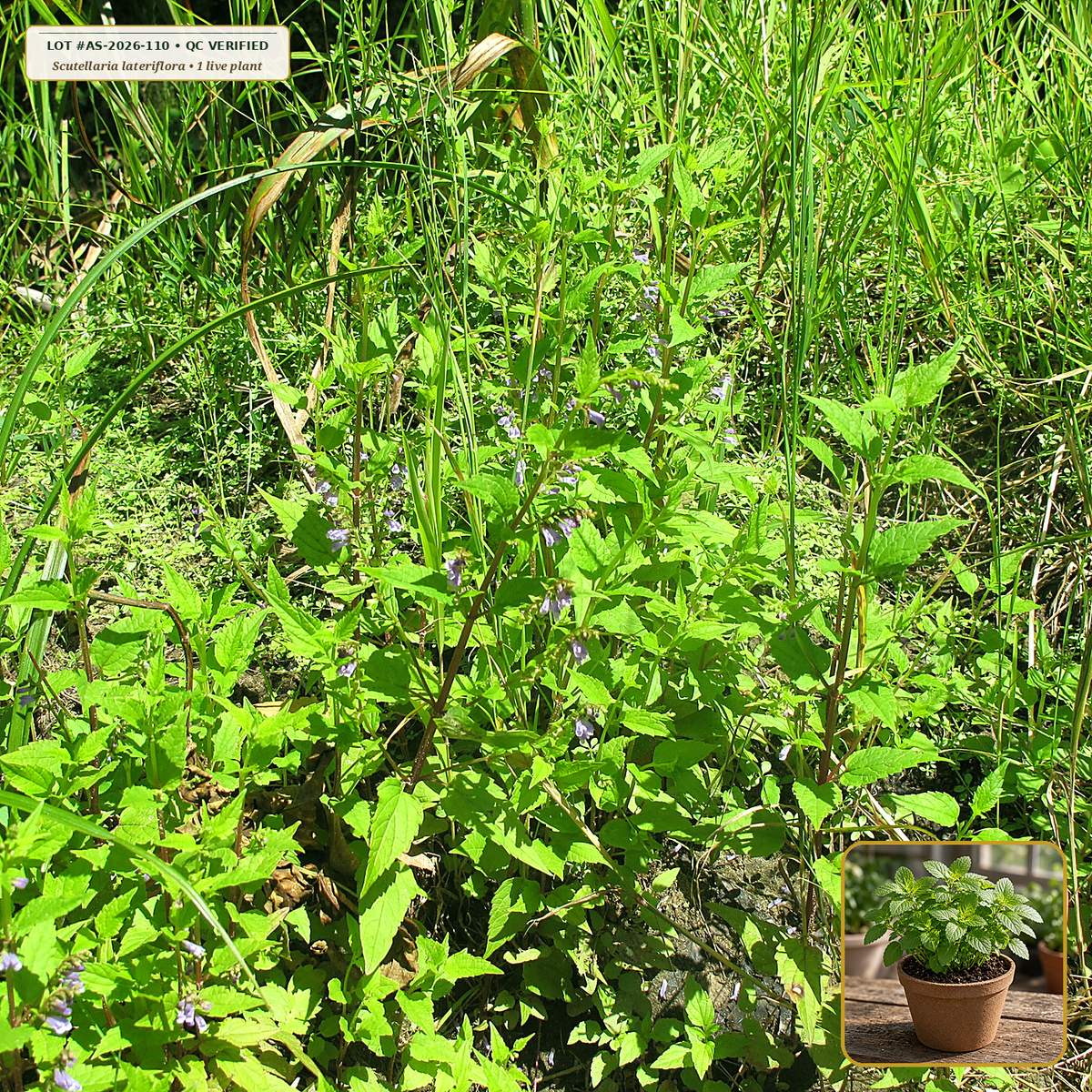 Live American Skullcap Rooted Division Plant (Scutellaria lateriflora) — Live Potted Starter Plant (1 live plant (3.5" pot)) • Third-Party COA Verified Lot AS-2026-110 • Protocol: 1 rooted starter at Room-temp water (48-hr shade acclimation, Pot up to 1-gal) • Apothecary Supply Dispensary (Est. St. Petersburg, FL)