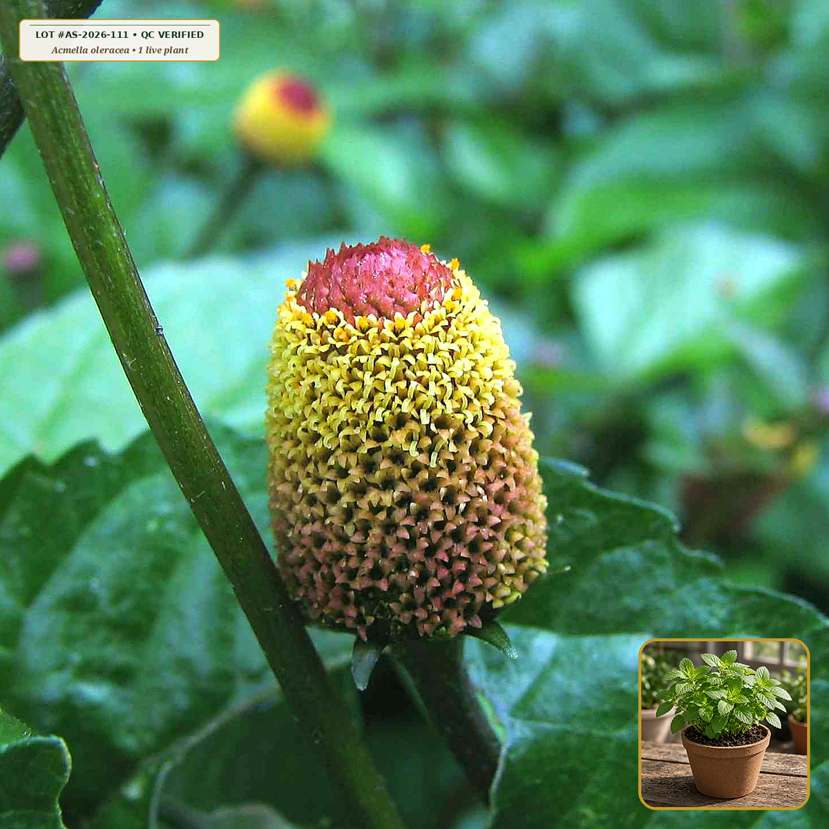 Live Spilanthes (Toothache Plant) Starter Plant (Acmella oleracea) — Live Potted Starter Plant (1 live plant (3.5" pot)) • Third-Party COA Verified Lot AS-2026-111 • Protocol: 1 rooted starter at Room-temp water (48-hr shade acclimation, Pot up to 1-gal) • Apothecary Supply Dispensary (Est. St. Petersburg, FL)
