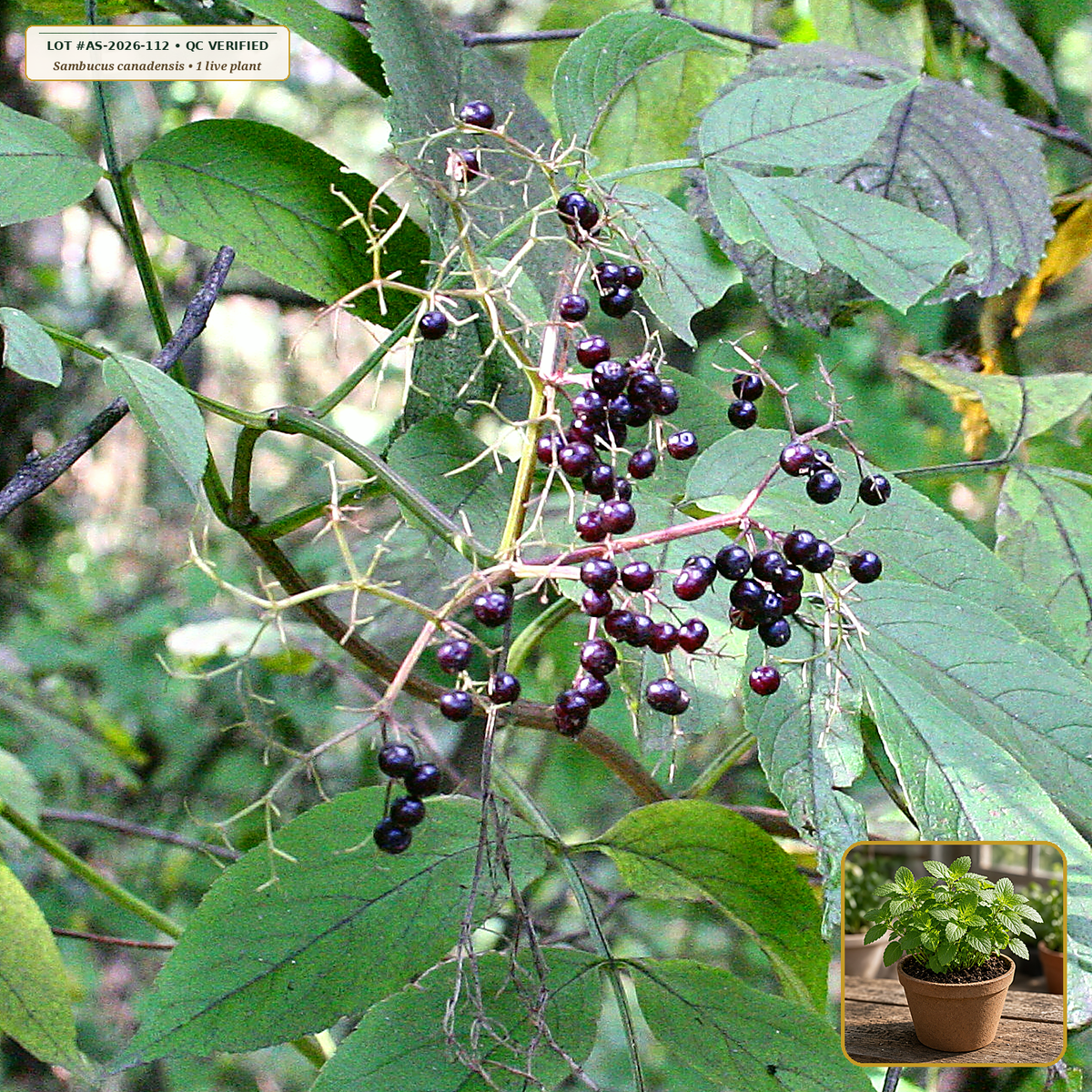 Live Elderberry (Sambucus Nigra/Canadensis) Cutting (Sambucus canadensis) — Live Rooted Hardwood Cutting / Pot (1 live plant (quart/plug)) • Third-Party COA Verified Lot AS-2026-112 • Protocol: 4-6 g at 100 C simmer (Covered decoction 20-30 min, 1:60 (5 g / 300 mL)) • Apothecary Supply Dispensary (Est. St. Petersburg, FL)