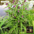 Organic Comfrey Root Cut & Sifted (External / Topical Use Only) (Symphytum officinale) — Cut & Sifted Root (External Salve/Balm Grade) (16 oz (1 lb)) • Third-Party COA Verified Lot AS-2026-114 • Protocol: 4-6 g at 100 C simmer (Covered decoction 20-30 min, 1:60 (5 g / 300 mL)) • Apothecary Supply Dispensary (Est. St. Petersburg, FL)
