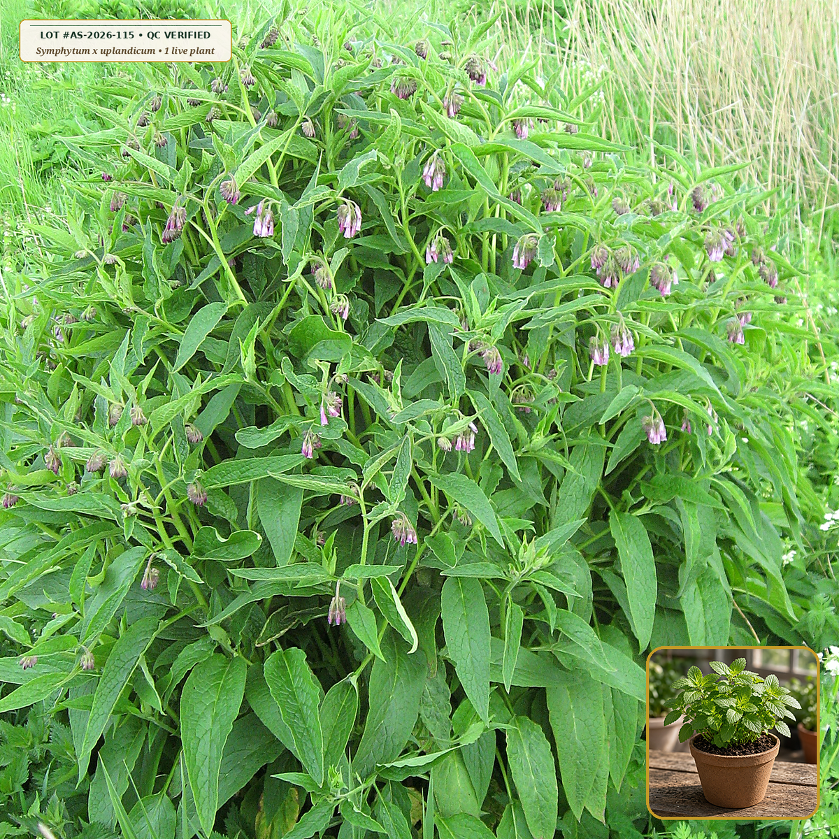 Live Russian Comfrey (Bocking 14 Sterile Cultivar) Crown / Plant (Symphytum x uplandicum) — Live Potted Plant / Rooted Crown (1 live plant (3.5" pot / crown)) • Third-Party COA Verified Lot AS-2026-115 • Protocol: 4-6 g at 100 C simmer (Covered decoction 20-30 min, 1:60 (5 g / 300 mL)) • Apothecary Supply Dispensary (Est. St. Petersburg, FL)