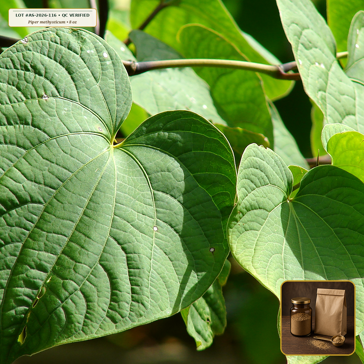 Noble Kava Kava Root Traditional Lateral Root Powder (Piper methysticum) — Micronized / Medium-Grind Peel-Free Root Powder (8 oz) • Third-Party COA Verified Lot AS-2026-116 • Protocol: 4-6 g at 100 C simmer (Covered decoction 20-30 min, 1:60 (5 g / 300 mL)) • Apothecary Supply Dispensary (Est. St. Petersburg, FL)