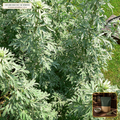 Organic Wormwood Aerial Herb Cut & Sifted (Botanical / Aromatic Grade) (Artemisia absinthium) — Cut & Sifted Silver-Green Leaf & Tops (16 oz (1 lb)) • Third-Party COA Verified Lot AS-2026-118 • Protocol: 2-3 g (1-2 tsp) at 90-95 C water (Covered steep 10-15 min, 1:80 (3 g / 240 mL)) • Apothecary Supply Dispensary (Est. St. Petersburg, FL)