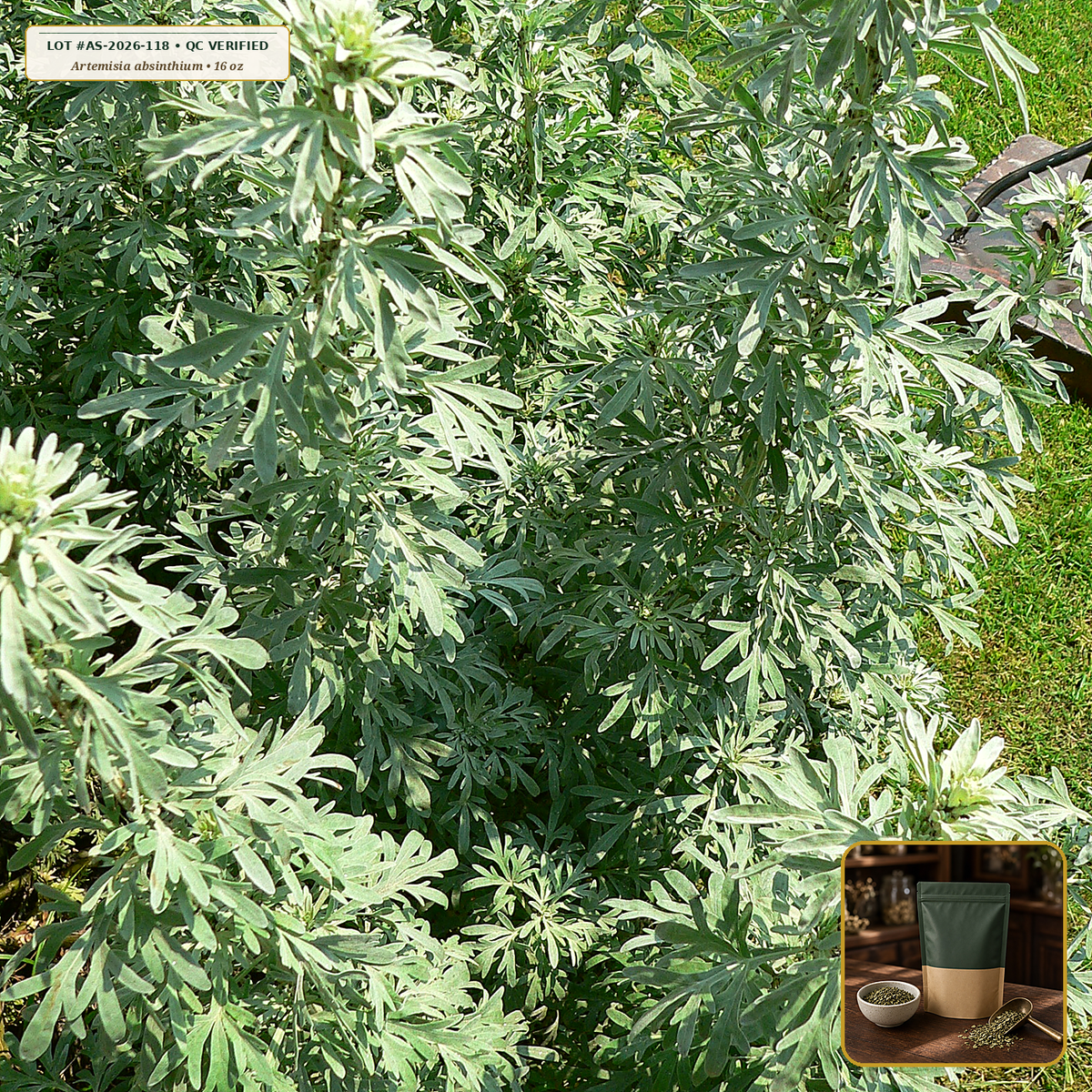 Organic Wormwood Aerial Herb Cut & Sifted (Botanical / Aromatic Grade) (Artemisia absinthium) — Cut & Sifted Silver-Green Leaf & Tops (16 oz (1 lb)) • Third-Party COA Verified Lot AS-2026-118 • Protocol: 2-3 g (1-2 tsp) at 90-95 C water (Covered steep 10-15 min, 1:80 (3 g / 240 mL)) • Apothecary Supply Dispensary (Est. St. Petersburg, FL)