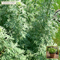 Live Common Wormwood (Silver Artemisia) Perennial Starter Plant (Artemisia absinthium) — Live Potted Starter Plant (1 live plant (3.5" pot)) • Third-Party COA Verified Lot AS-2026-119 • Protocol: 1 rooted starter at Room-temp water (48-hr shade acclimation, Pot up to 1-gal) • Apothecary Supply Dispensary (Est. St. Petersburg, FL)