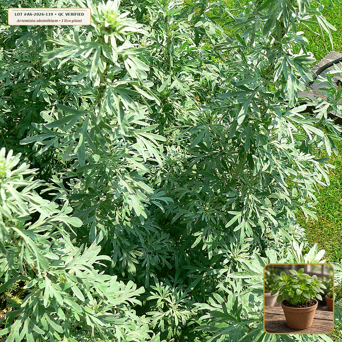 Live Common Wormwood (Silver Artemisia) Perennial Starter Plant (Artemisia absinthium) — Live Potted Starter Plant (1 live plant (3.5" pot)) • Third-Party COA Verified Lot AS-2026-119 • Protocol: 1 rooted starter at Room-temp water (48-hr shade acclimation, Pot up to 1-gal) • Apothecary Supply Dispensary (Est. St. Petersburg, FL)