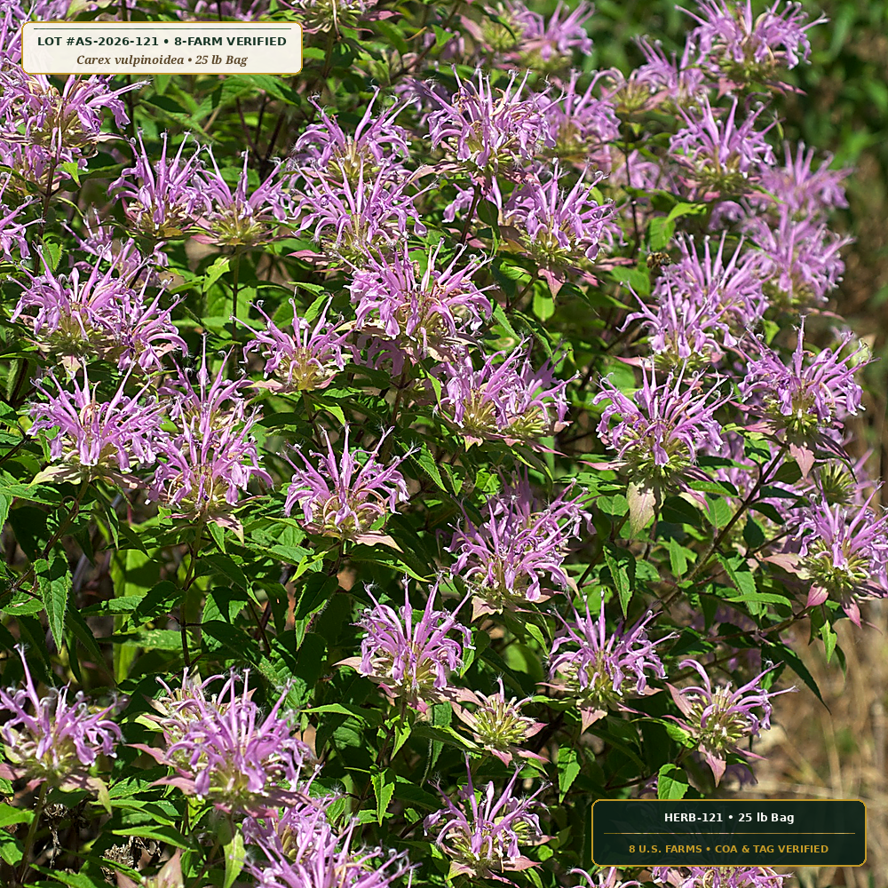 Mid-Atlantic Pollinator & Vernal Pool Seed Mix (Carex vulpinoidea & Asclepias incarnata) — 25 lb Bag • Lot AS-2026-121 • 8-Farm Domestic Provenance • Apothecary Supply