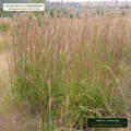 Coastal Plains & Pineywoods Prairie Seed Mix (Andropogon gerardii & Sorghastrum nutans) — 25 lb PLS Bag • Lot AS-2026-123 • 8-Farm Domestic Provenance • Apothecary Supply