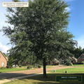 Southern Pine & Bottomland Oak Stratified Seed Lot (Pinus palustris & Quercus nuttallii) — 25 lb Seed Lot • Lot AS-2026-125 • 8-Farm Domestic Provenance • Apothecary Supply