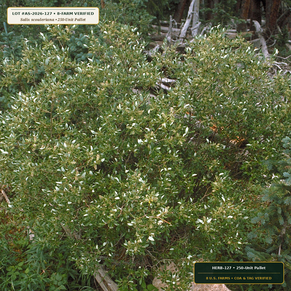 Pacific Northwest Riparian Live-Stake Bundle (Salix scouleriana & Cornus sericea) — 250-Unit Pallet • Lot AS-2026-127 • 8-Farm Domestic Provenance • Apothecary Supply