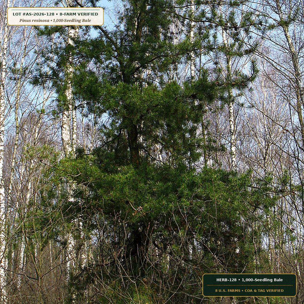 Lake States Bare-Root Red & Jack Pine Bale (Pinus resinosa & Pinus banksiana) — 1,000-Seedling Bale • Lot AS-2026-128 • 8-Farm Domestic Provenance • Apothecary Supply