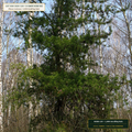 Lake States Bare-Root Red & Jack Pine Bale (Pinus resinosa & Pinus banksiana) — 1,000-Seedling Bale • Lot AS-2026-128 • 8-Farm Domestic Provenance • Apothecary Supply