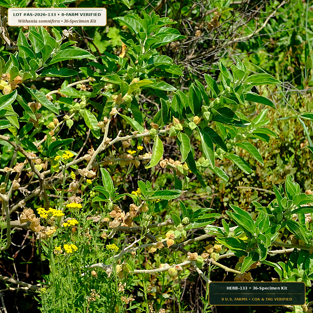 Pharmacognosy 36-Specimen Botanical Reference Kit (Withania somnifera & Hydrastis canadensis) — 36-Specimen Kit • Lot AS-2026-133 • 8-Farm Domestic Provenance • Apothecary Supply