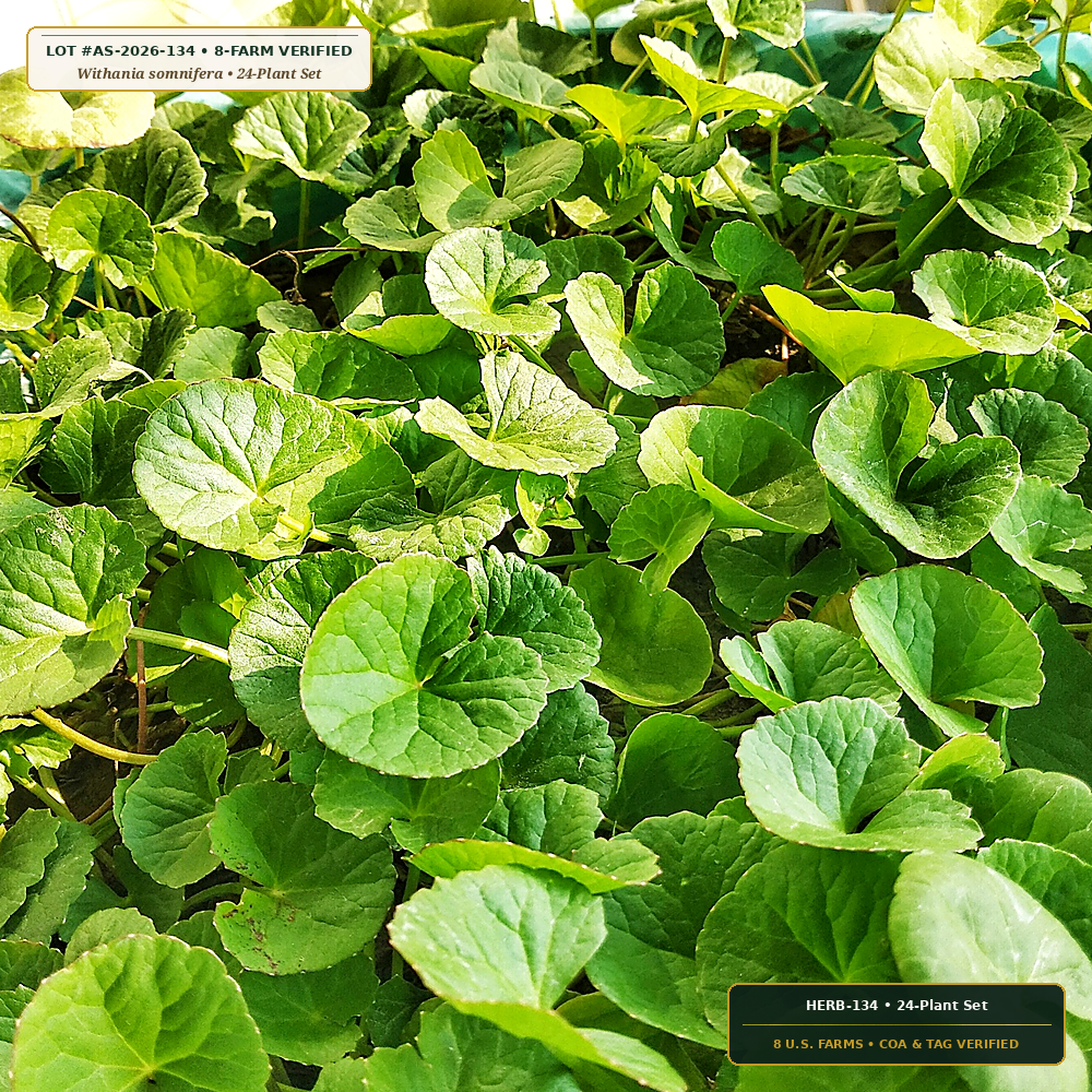 Living Ethnobotanical Greenhouse Clonal Collection (Withania somnifera & Centella asiatica) — 24-Plant Set • Lot AS-2026-134 • 8-Farm Domestic Provenance • Apothecary Supply