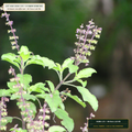 University Agriscience Heirloom Seed & Soil Kit (Ocimum tenuiflorum & Medicago sativa) — 40-Taxa Lab Kit • Lot AS-2026-135 • 8-Farm Domestic Provenance • Apothecary Supply