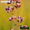 Culinary Oregano, Thyme & Turmeric Master Drum Lot (Origanum vulgare & Thymus vulgaris) — 10 × 25 lb Drums • Lot AS-2026-137 • 8-Farm Domestic Provenance • Apothecary Supply