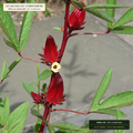 Unsweetened Hibiscus, Rosehip & Mint Brewed Case (Hibiscus sabdariffa & Rosa canina) — 24 × 5-Gal Case • Lot AS-2026-138 • 8-Farm Domestic Provenance • Apothecary Supply
