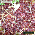 Compressed Sphagnum Peat & Perlite Nursery Bale (Sphagnum cristatum & Expanded Perlite) — 110 Cu. Ft. Bale • Lot AS-2026-140 • 8-Farm Domestic Provenance • Apothecary Supply
