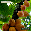 Organic Roasted Cocoa Shell Landscape Mulch Pallet (Theobroma cacao) — 60 × 2 Cu. Ft. Bags • Lot AS-2026-141 • 8-Farm Domestic Provenance • Apothecary Supply