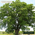 Double-Hammered Virgin Hardwood & Pine Bark Mulch (Quercus alba & Pinus strobus) — 90 Cu. Yd. Bulk Load • Lot AS-2026-142 • 8-Farm Domestic Provenance • Apothecary Supply