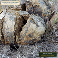 Endo/Ecto Mycorrhizal Root Dip & Biochar Inoculant (Rhizophagus irregularis & Pisolithus tinctorius) — 25 lb Pail • Lot AS-2026-143 • 8-Farm Domestic Provenance • Apothecary Supply