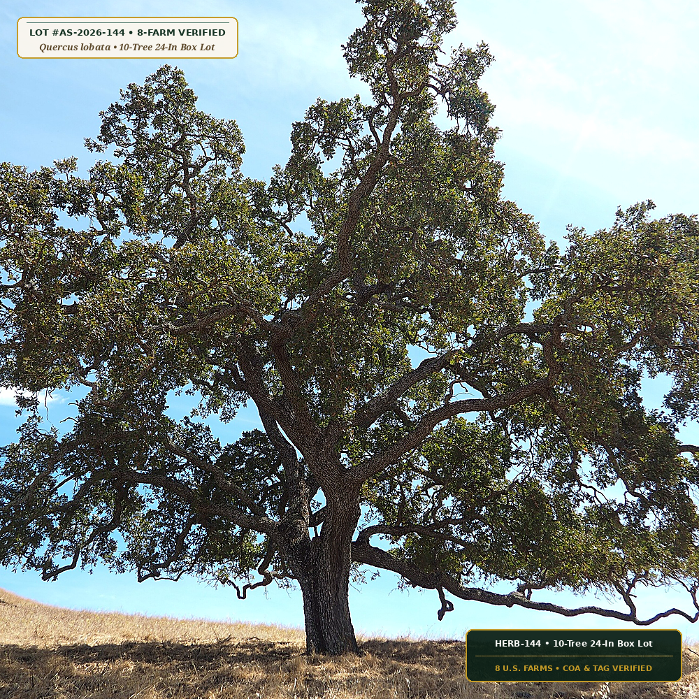 Western Valley Oak & Sycamore 24-Inch Box Tree Lot (Quercus lobata & Platanus racemosa) — 10-Tree 24-In Box Lot • Lot AS-2026-144 • 8-Farm Domestic Provenance • Apothecary Supply