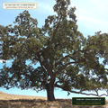 Western Valley Oak & Sycamore 24-Inch Box Tree Lot (Quercus lobata & Platanus racemosa) — 10-Tree 24-In Box Lot • Lot AS-2026-144 • 8-Farm Domestic Provenance • Apothecary Supply