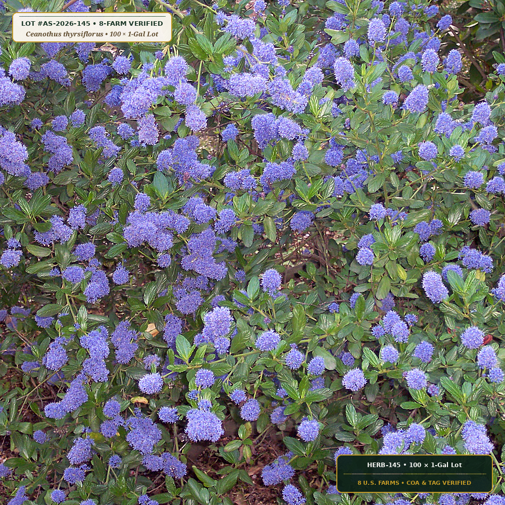 California Chaparral & Coastal Sage Shrub Lot (Ceanothus thyrsiflorus & Salvia clevelandii) — 100 × 1-Gal Lot • Lot AS-2026-145 • 8-Farm Domestic Provenance • Apothecary Supply