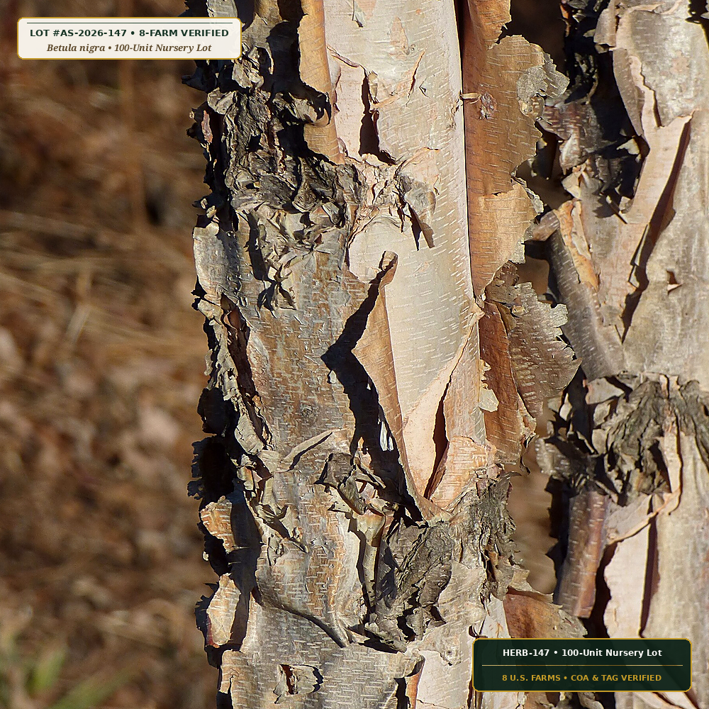 Shenandoah Riparian River Birch & Buttonbush Lot (Betula nigra & Cephalanthus occidentalis) — 100-Unit Nursery Lot • Lot AS-2026-147 • 8-Farm Domestic Provenance • Apothecary Supply