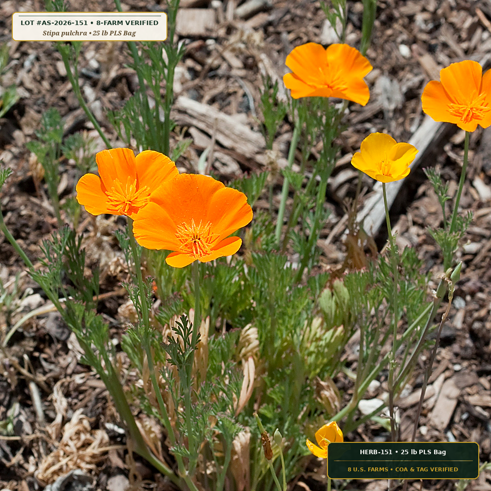California Coastal Prairie & Needlegrass Seed Mix (Stipa pulchra & Eschscholzia californica) — 25 lb PLS Bag • Lot AS-2026-151 • 8-Farm Domestic Provenance • Apothecary Supply