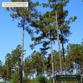 Virgin Wood-Fiber Biodegradable Hydromulch Pallet (Pinus taeda Wood Fiber & Cyamopsis Guar) — 40 × 50 lb Bales • Lot AS-2026-154 • 8-Farm Domestic Provenance • Apothecary Supply