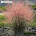 Gulf Coast Dune & Subtropical Pollinator Seed Mix (Muhlenbergia capillaris & Helianthus debilis) — 25 lb Bag • Lot AS-2026-155 • 8-Farm Domestic Provenance • Apothecary Supply