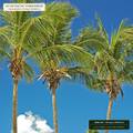 Coconut Coir Shoreline Logs & Jute Blankets (Cocos nucifera & Corchorus capsularis) — 20-Log & 20-Roll Lot • Lot AS-2026-160 • 8-Farm Domestic Provenance • Apothecary Supply