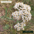 High-Elevation Wet-Meadow Forb & Yarrow Seed Mix (Achillea millefolium & Eriogonum umbellatum) — 25 lb Bag • Lot AS-2026-161 • 8-Farm Domestic Provenance • Apothecary Supply